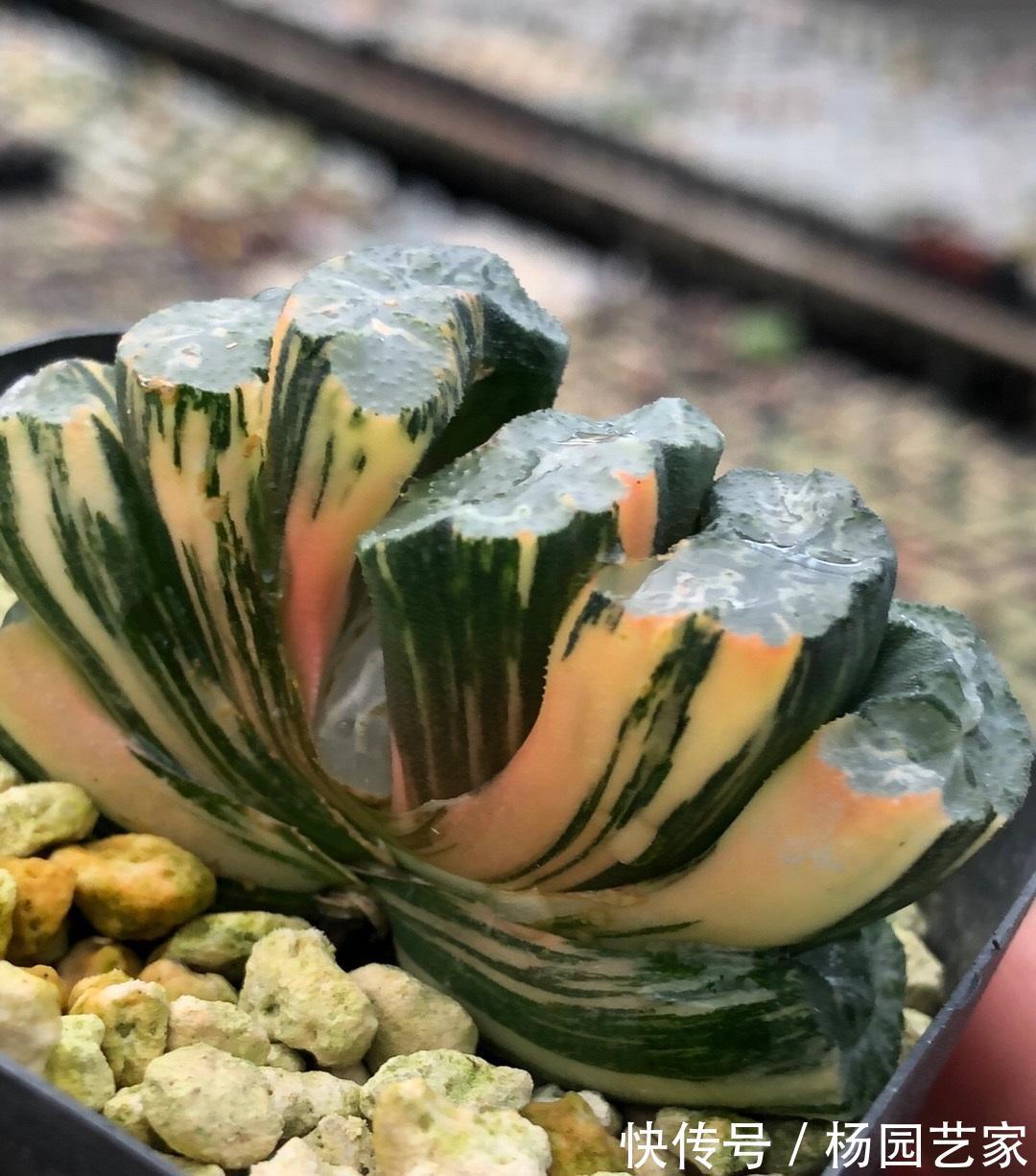 搭配|十二卷怎么配土？要用软质颗粒，“这几种”搭配，养十二卷更合适