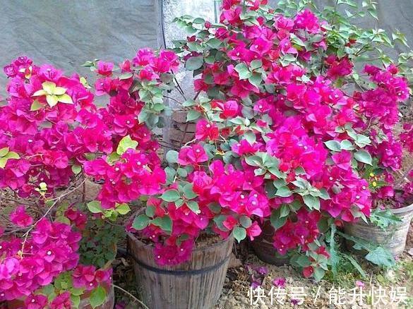 浇水|想要盆栽三角梅花团锦簇就从4方面入手,保管1个月花满枝头