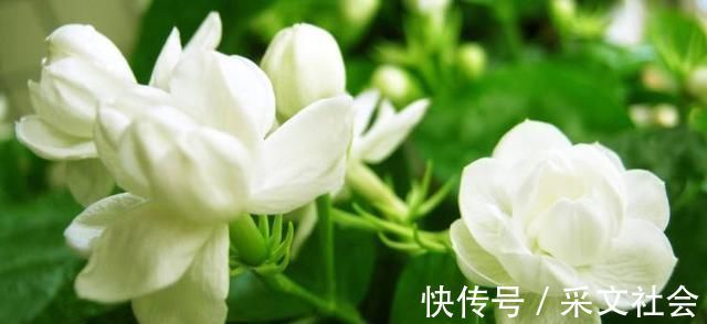 小技巧|茉莉花都养不活快学3个“小技巧”,生长开花不间断,满屋飘香
