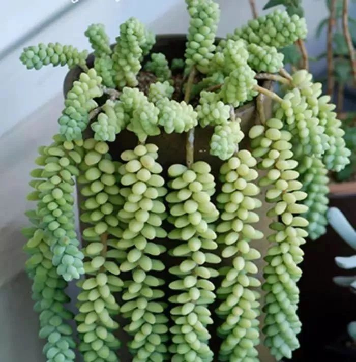 这种多肉吊起来养,所谓像一串串葡萄一样,美爆了