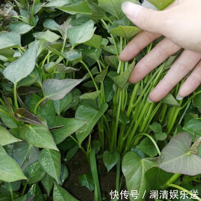 红薯地瓜|秋天剪下1根红薯藤，插盆土里，一个冬天吃不完，收获一茬又一茬