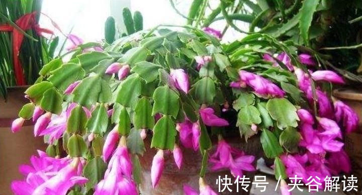 最厉害的养花营养液,蟹爪兰喝一勺,不掉花苞不黄叶,蹭蹭开一盆