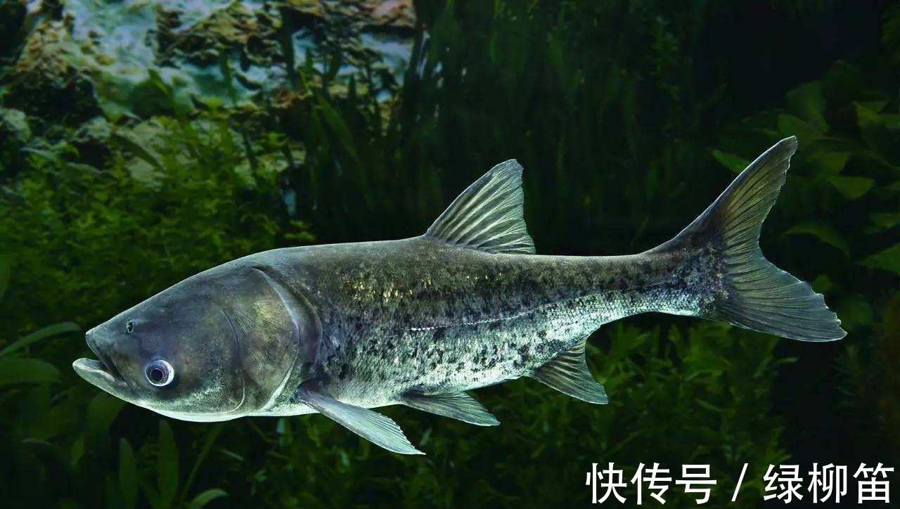 85%的钓鱼人都不知道的,垂钓冷知识,若读懂,鱼获倍增