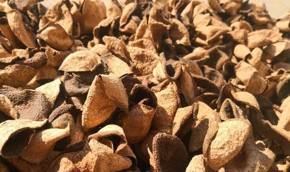 橘子皮晒一晒,养花用的上,有3大好处,解决一切养花难题