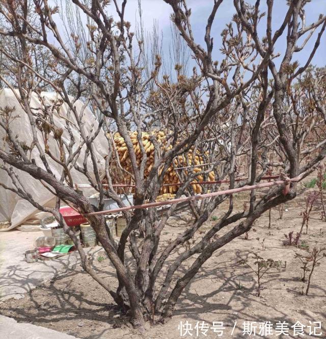 种花|9种花,天热会“假死”,千万别丢了,秋天就苏醒