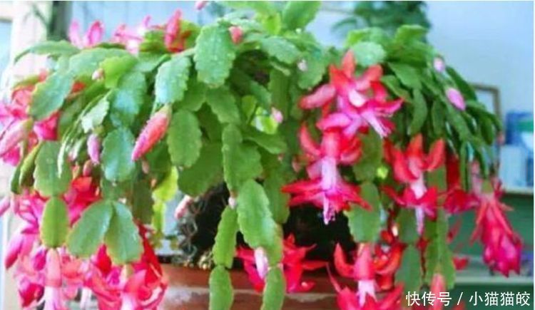 2种花,一根枝条插盆里就活,开花漂亮又好养,家家必备