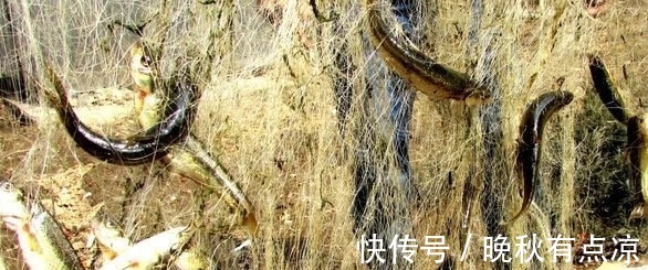 野味|现在农村都不常见的几种野味!你们吃过几种?说全吃过的算我输!