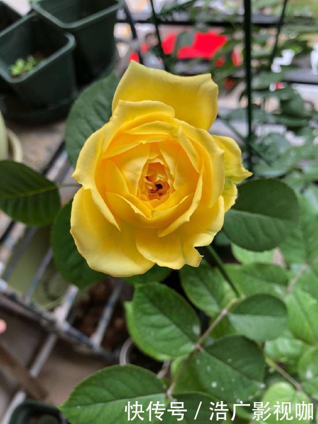 老花匠|独干月季怎么养才会枝繁叶茂开花爆盆老花匠只需一招,长见识了