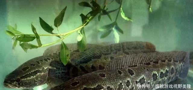 野钓|野钓突然停口的原因