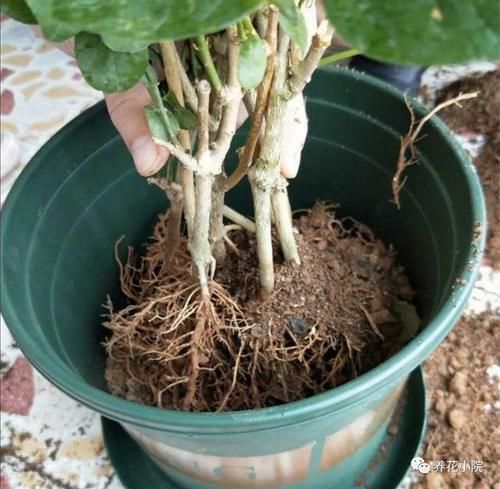 开花|家中养花,别用这3种土,用上长不旺,影响开花
