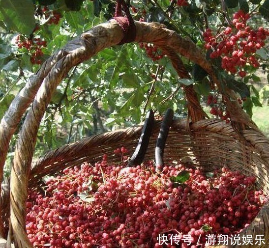 功效|原来喝点花椒水，就有这么神奇的功效，真的是超乎想象
