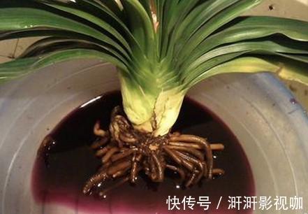 君子兰烂根别扔了，一种水泡一泡，20天满白根，长得更旺