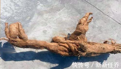 肝脏|中医肝脏有病百病生，常用“一物”泡水喝，去火养肝，防失眠