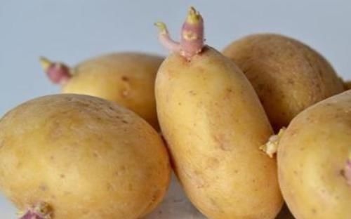 烹饪|发芽土豆能不能吃?我们都有误解了,真相告诉家人