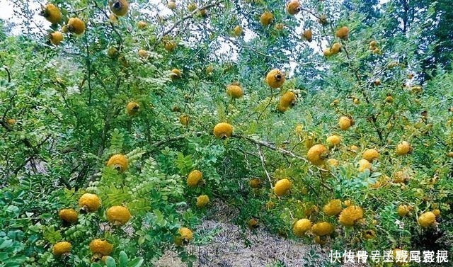 采摘|果实长满了小刺，却香甜如蜜糖，现在正逢采摘季节，别错过