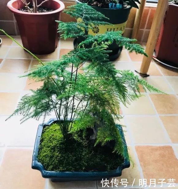 枝条|养文竹，有3个“小方法”，分枝多，叶茂盛，郁郁葱葱长爆盆