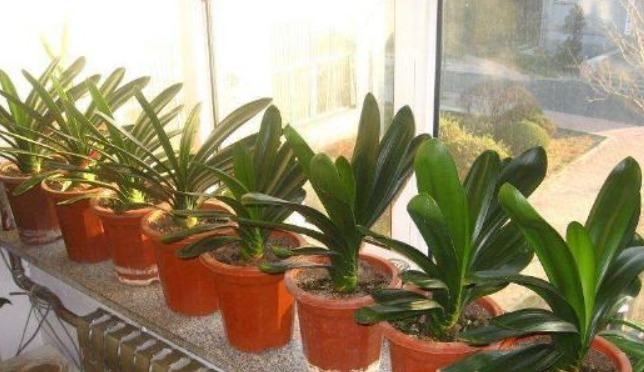 出门捡块“它”,砸碎扔盆里,土壤疏松不板结,几年不换盆也能长