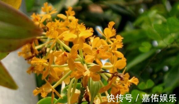 盛夏养盆“树兰”吧!花语平凡而淡雅,花姿胜菊花,美极了
