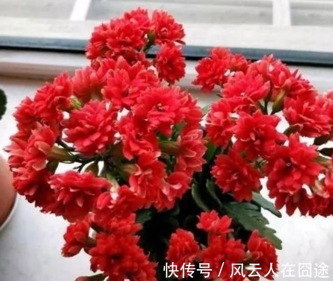 浇水|4种花好养易活，旺财又养人，个个美出状态，花朵迷人