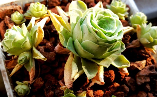 种植多肉植物,不妨试试这些,呆萌好看好养活,养在客厅不占地方