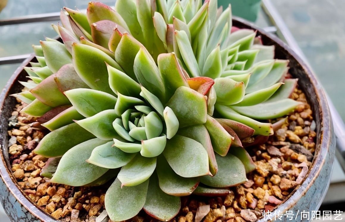 室内养多肉，不建议大家养“群生”，容易出问题，很快变光杆