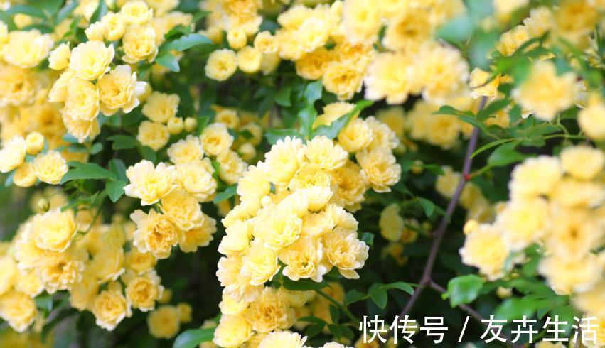 3种花是懒人的最爱,花朵大花期长,比牡丹还美,年年开花美翻