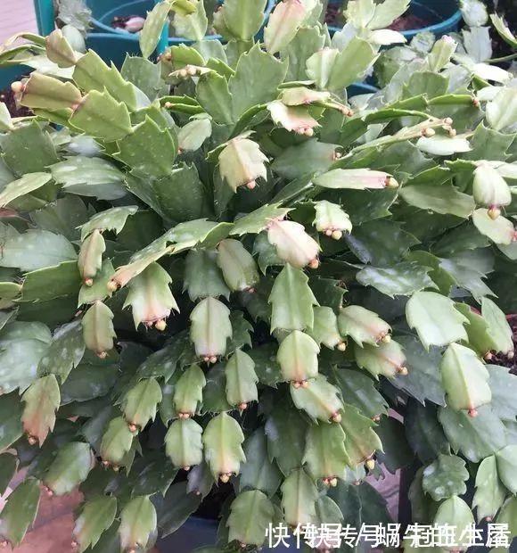 花苞|养花技巧：蟹爪兰一片叶子，蹿出10个花苞，给它喂啥好东西了