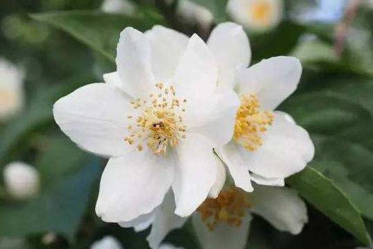 几款花卉好养易爆盆，价格便宜花期长，一开就停不下来