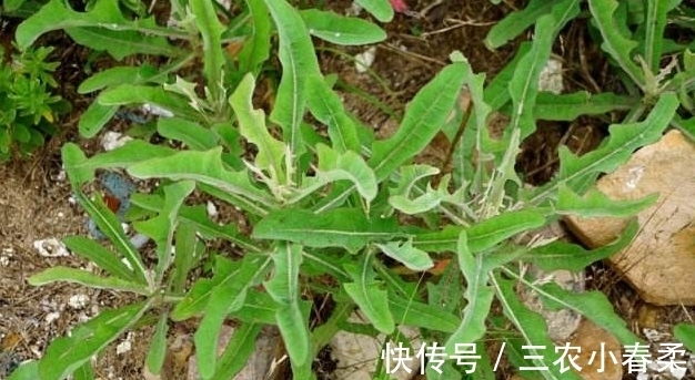 良药|农村一种随处可见的野菜，是一种止咳的良药，市场上要20块一斤