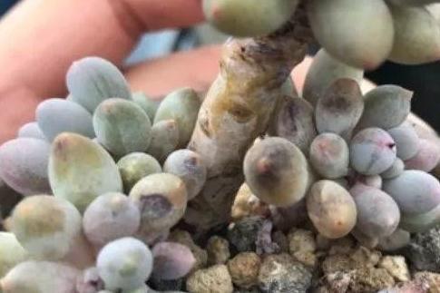 多肉枯叶别乱摘,弄巧不成反成拙,分清品种和时节很重要