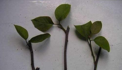  生根|月季花、三角梅掐根枝，埋进土里就生根，自己一盆能变好几盆