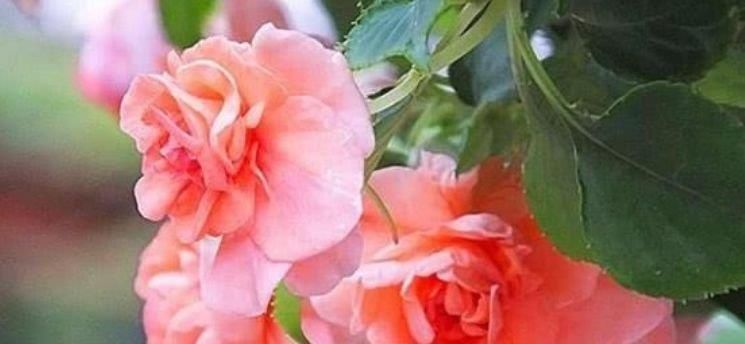 家里就养4种花,妖艳妖娆,层层交叠,烂漫迷人眼