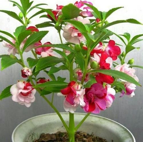 洋绣球|养花有讲究,有几种种花,不能在室内养,会影响健康