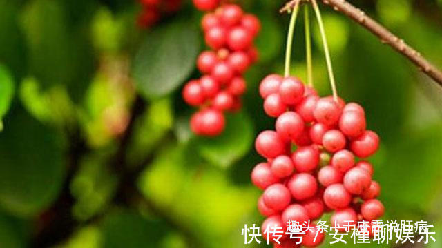 预防肝炎|肝不好的人，一定没有试过它们，长期服用，修复肝细胞，预防肝炎