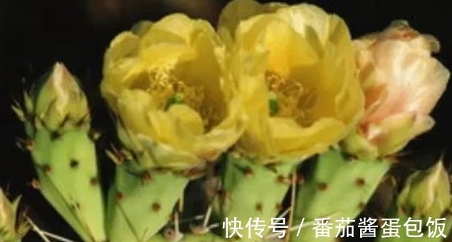 养殖|8种多肉皮实又好养,开花超级美丽,总有一种是你喜欢的