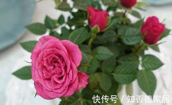 月季花|养花试试这几款,开花可以持续一个月左右,非常漂亮