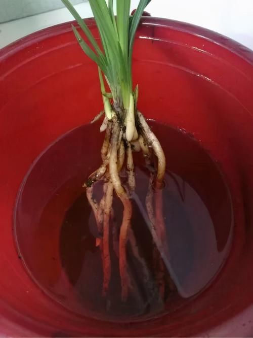 盆栽花卉，黄叶烂根后，别急着换盆，让它“自愈”就好了