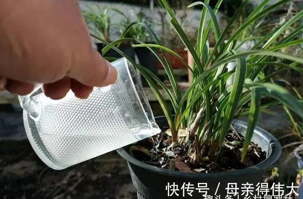 用它养兰花,一肥三效:促根、延长花期、改善水质,好多人不知道
