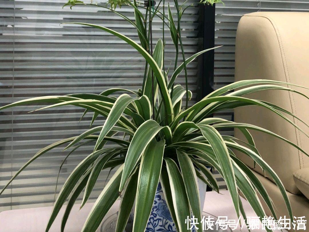 土基质|吊兰养几个月了叶小又饥瘦，求吊兰旺长绿油还出垂吊枝的方法