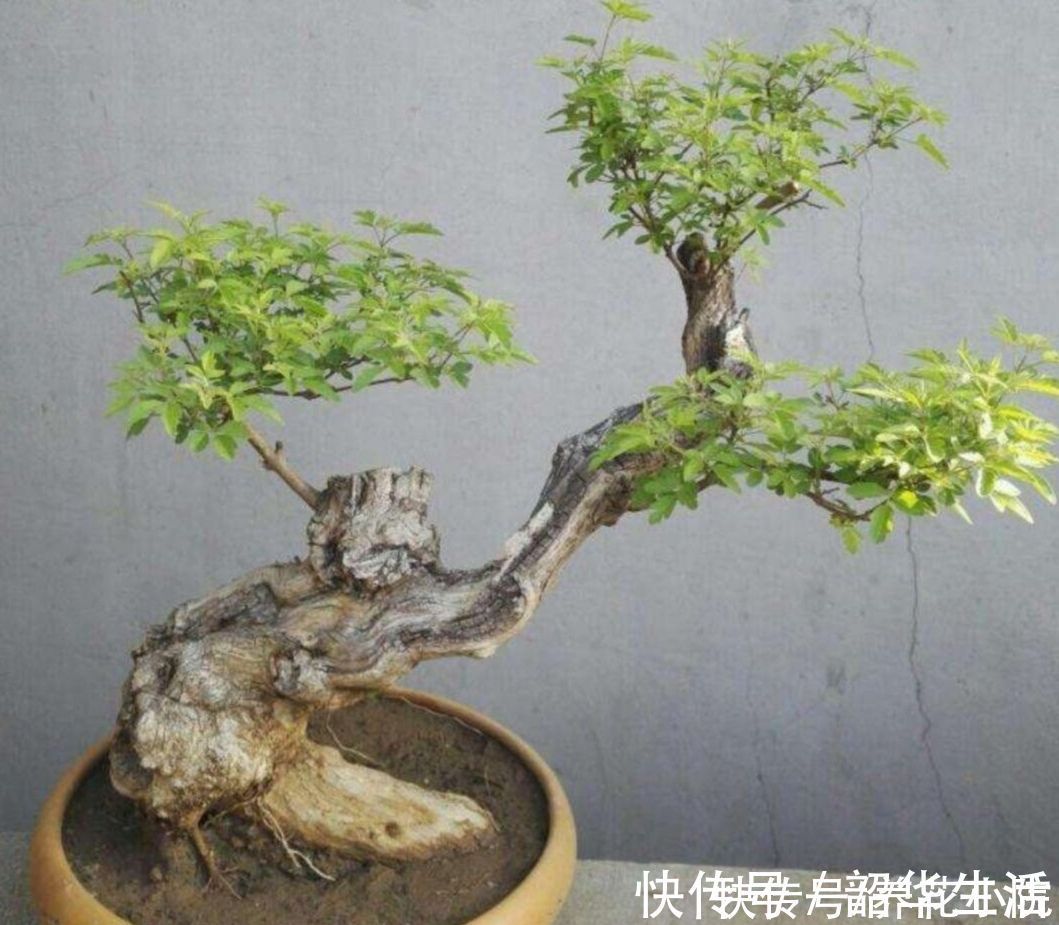 观赏性|农村随处可见的2种植物,拿来做盆景,苍劲古朴,观赏性强