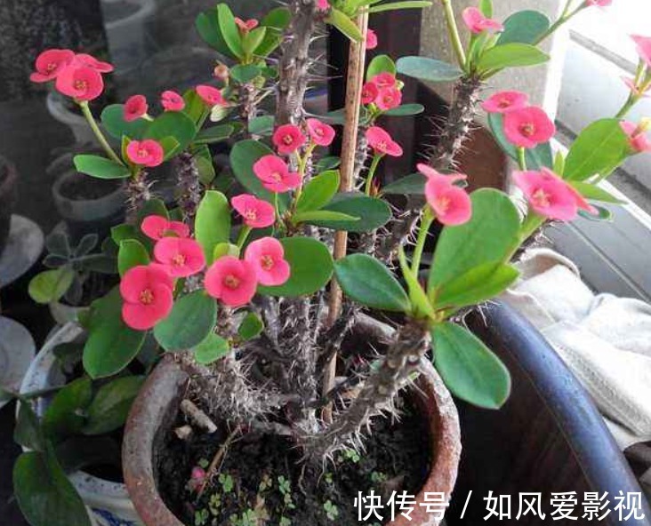 仙客来|十二生肖，各有各的“幸运花”，爱花人别养错了