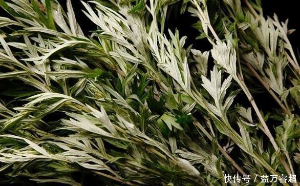 艾叶煮水太厉害了，男人女人都离不开，现在知道还不晚