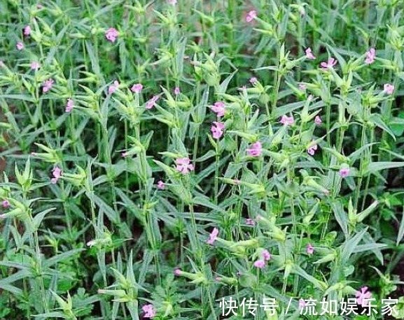 野菜|麦地里的”野菜“,城里人当杂草,殊不知功效丰富价值珍贵