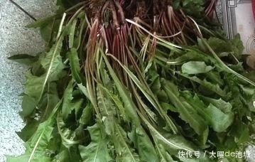 乳痈|一杯蒲公英茶，功效多到想不到，可惜知道的人却不多，可惜了！