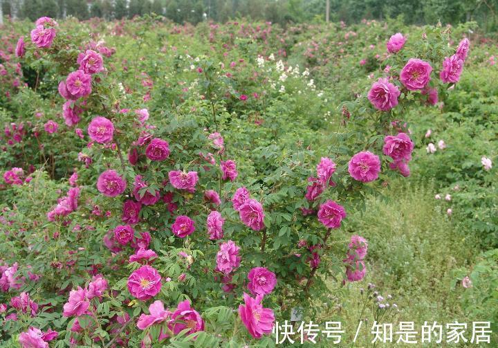茉莉|“漂亮花”,养人又养心,好看又好吃,是老中医的最爱