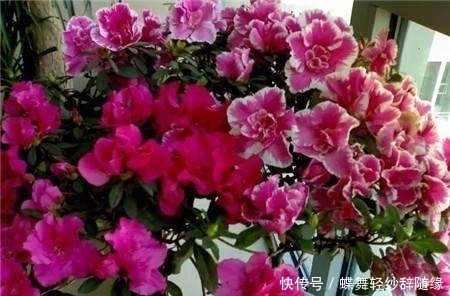 凤仙花|这几种花期超长的花卉,家里种上一盆天天有花赏,最后一种特霸气