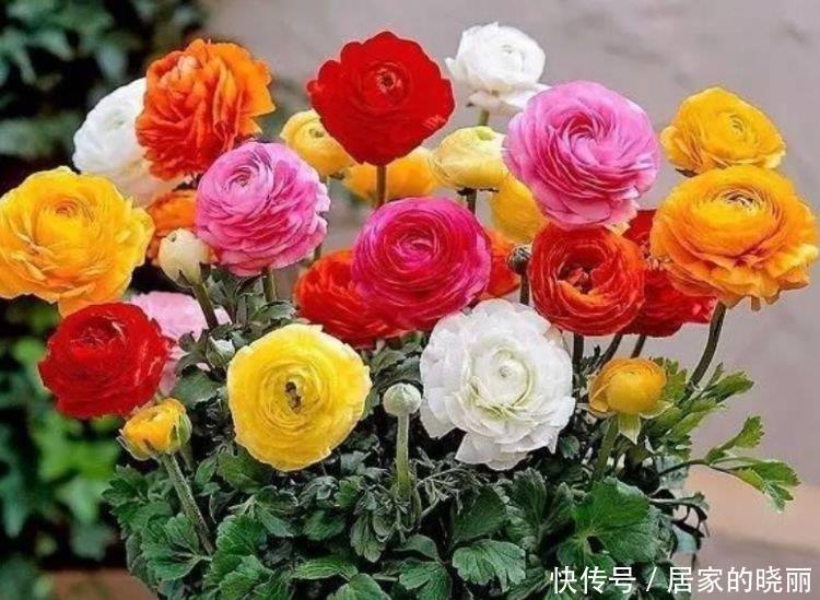 家里要养4种花,开花吉祥又喜庆,一开就300多天!