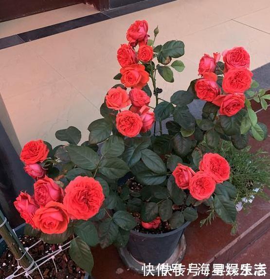 品种|喜欢养花就盆栽月季，此款花期长、易爆盆，一株苗开出多色花