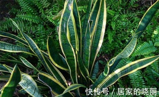 阳台上|农历8月5日开始,养花养个耐看的,养护简单花朵鲜艳,花开满枝头