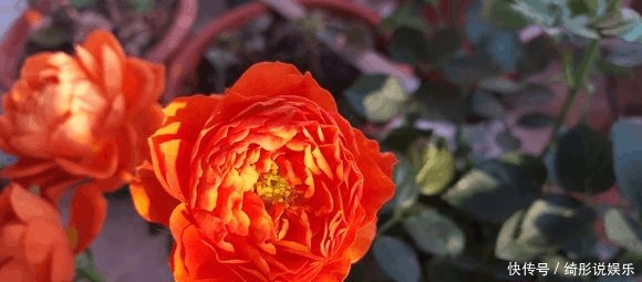 盆死|别再用过期的啤酒浇月季了,浇1盆死1盆